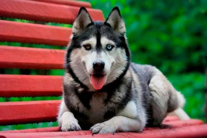 Hogyan kell törődni a husky egy lakásban és egy magánházban?